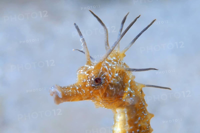 Short-snouted Seahorse (Hippocampus hippocampus)