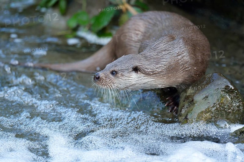Otter (Lutra lutra)