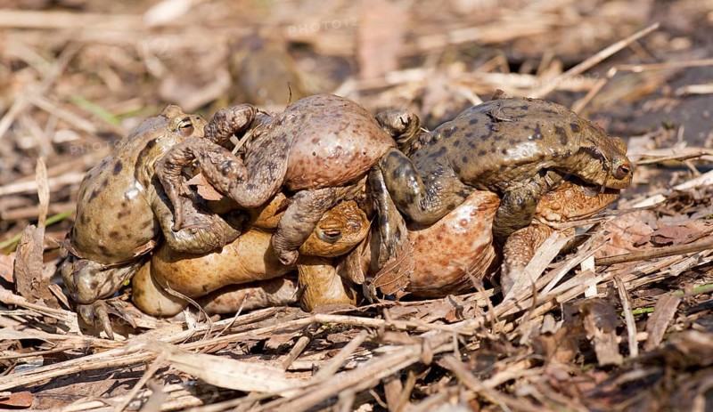 Common Toad or European Toad (Bufo bufo)