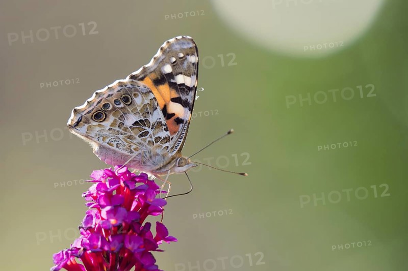 Painted lady (Vanessa cardui) on butterfly-bush (Buddleja davidii)