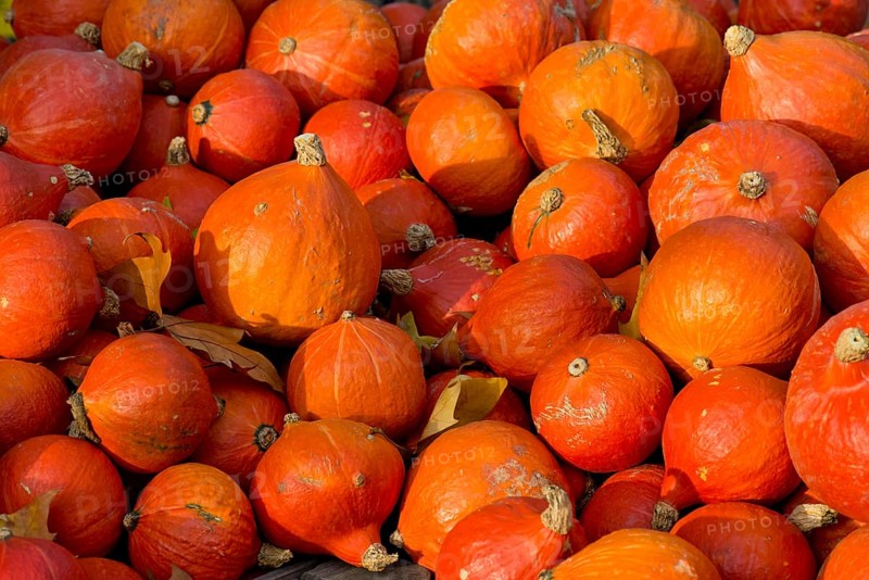 Japanese Hokkaido pumpkins (Cucurbita maxima)