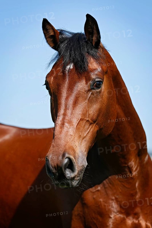 Holsteiner horse