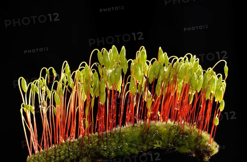 Sporophytes of Creeping feather-moss (Amblystegium serpens)