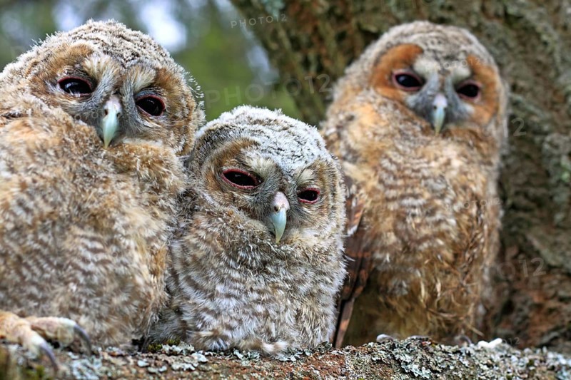 Three young Tawny Owls or Brown Owls (Strix aluco) perched on a tree