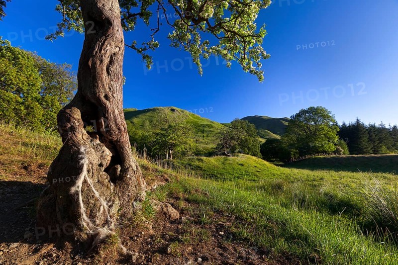 Highland landscape with trees and green hills