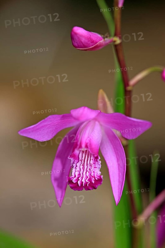 Bletilla