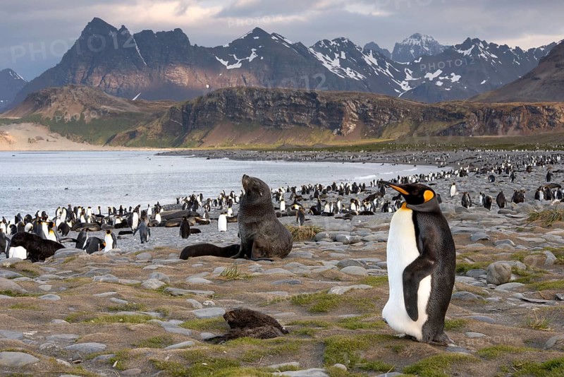 King Penguin (Aptenodytes patagonicus) and an Antarctic Fur Seal (Arctocephalus gazella) in a King Penguin colony
