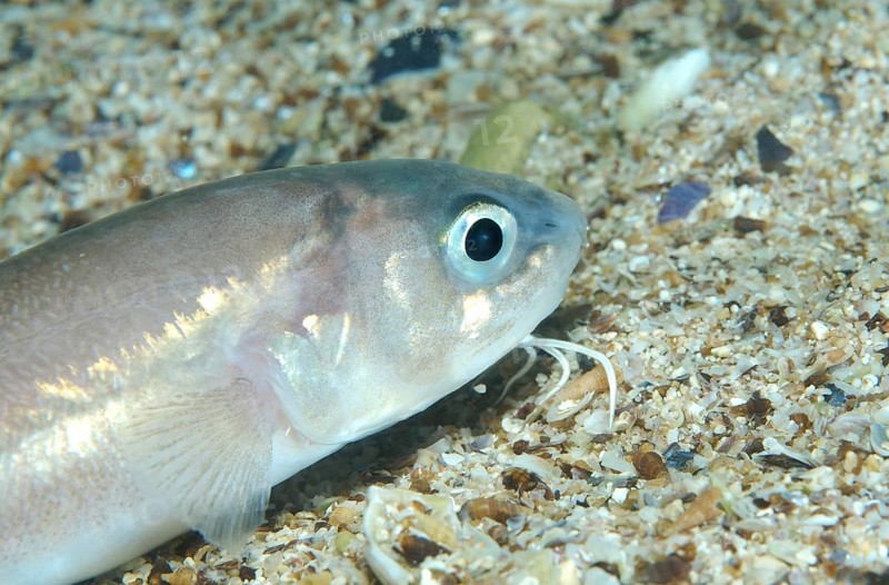 Roche's Snake Blenny (Ophidion rochei)