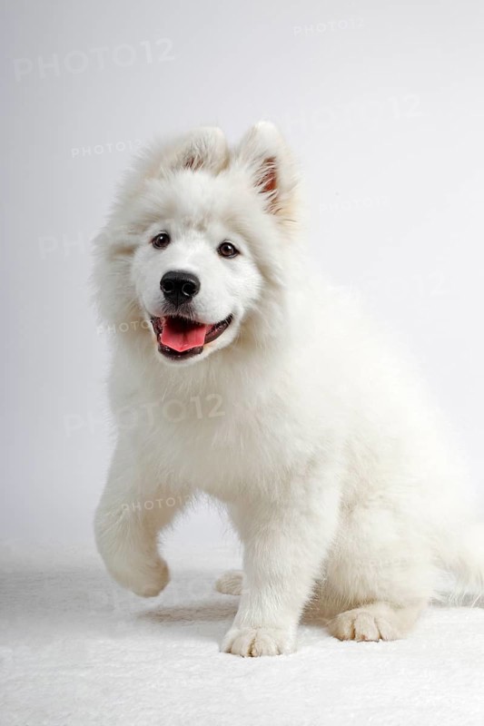 Samoyed