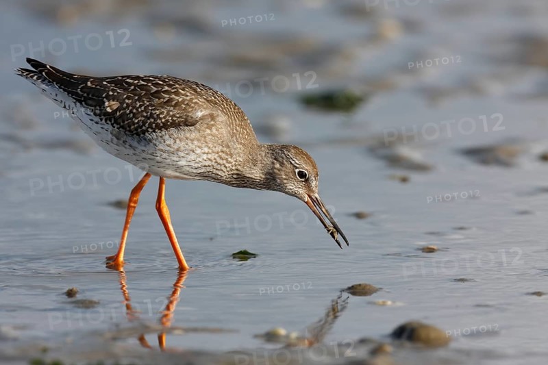 Common Redshank (Tringa totanus) foraging in the mudflats during the autumn migration