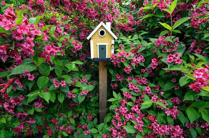 Birdhouse in front of flowering Weigela (Weigela