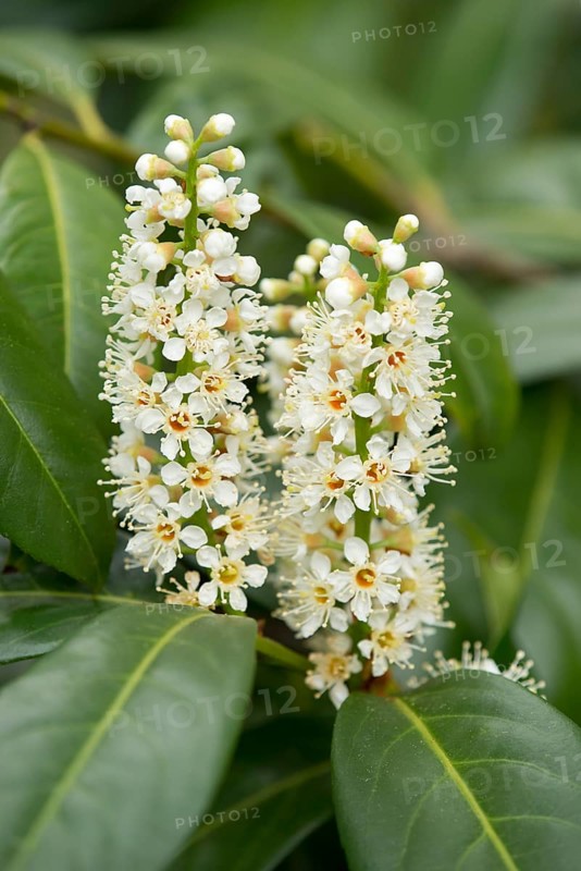 Cherry Laurel or Common Laurel (Prunus laurocerasus