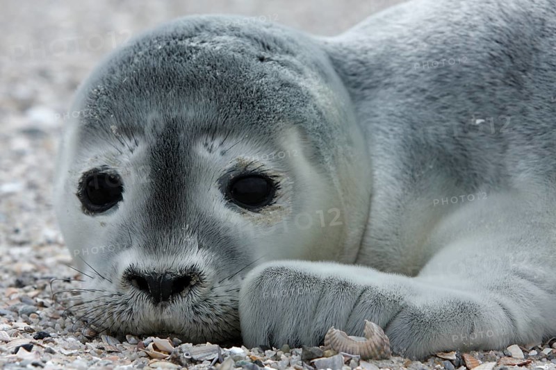 Harbour Seal (Phoca vitulina)