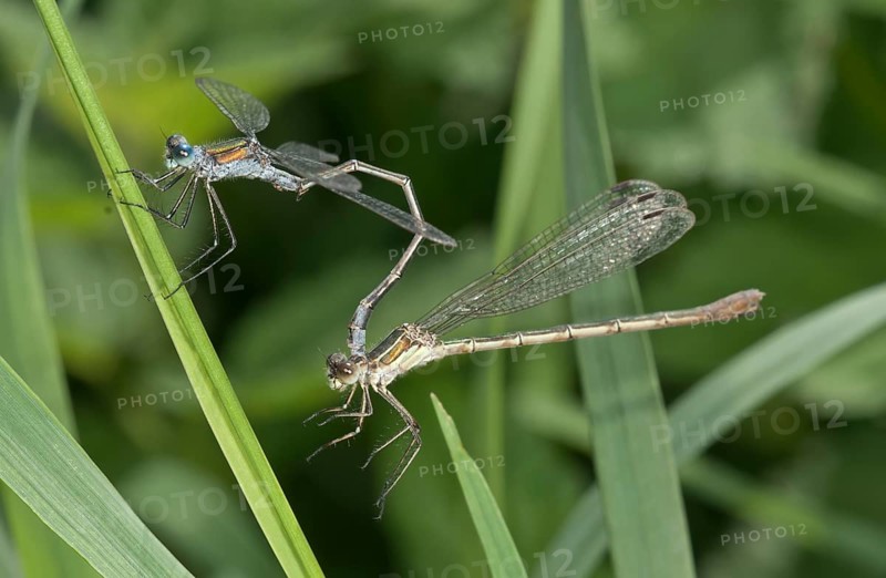 Emerald Damselflies (Lestes sponsa)