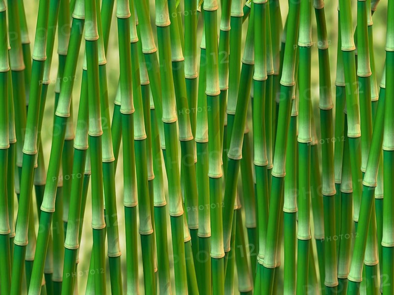 Green bamboo