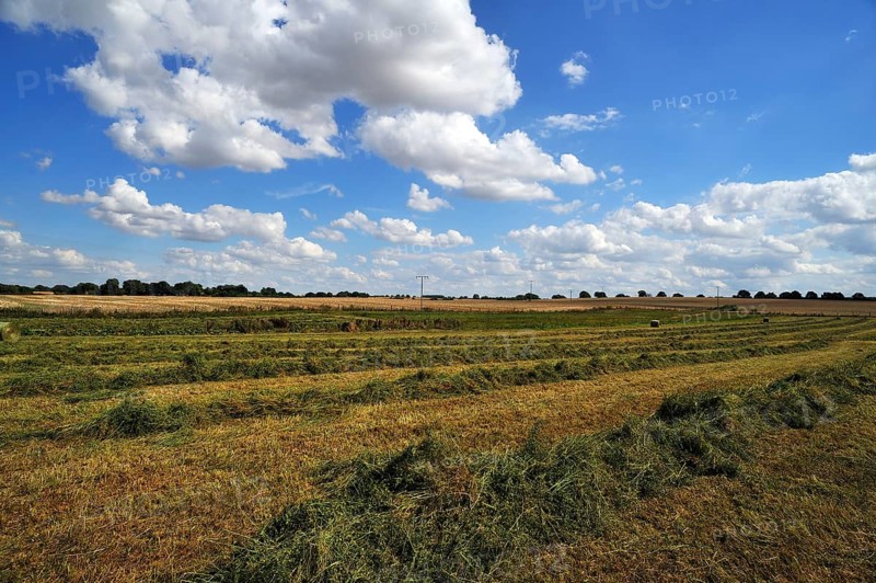 Swathed hay