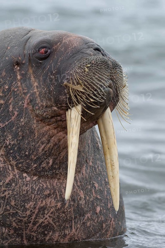 Walrus (Odobenus rosmarus)