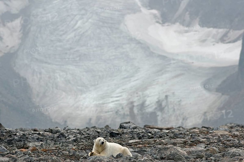 Polar Bear (Ursus maritimus)