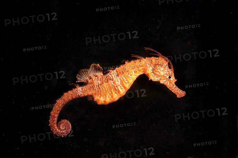 Short-snouted Seahorse (Hippocampus hippocampus)