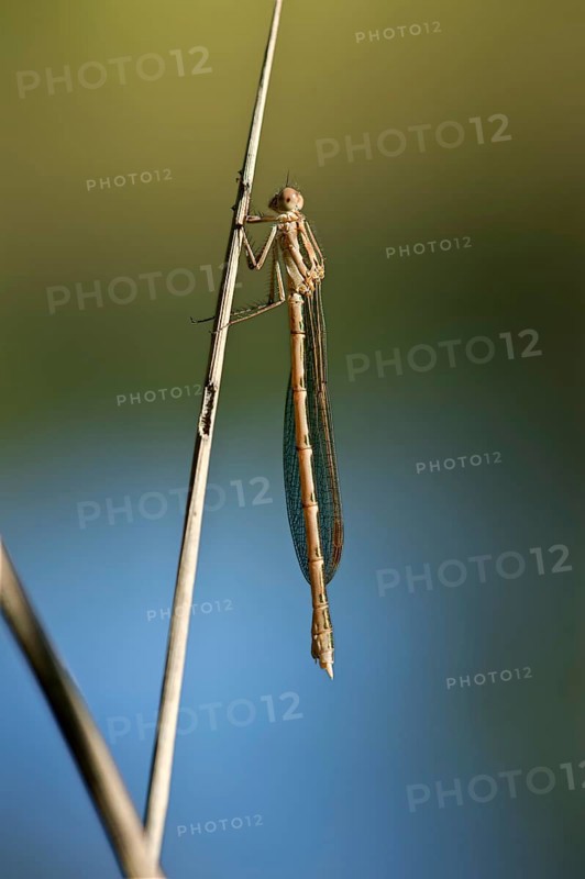 Common Winter Damselfly (Sympecma fusca)