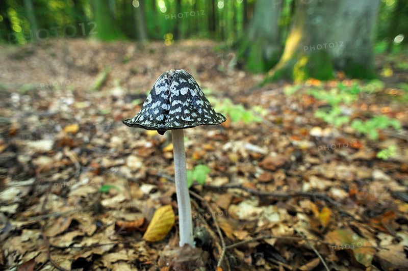 Magpie Inkcap or Magpie Fungus (Coprinus picaceus) growing in a beech forest