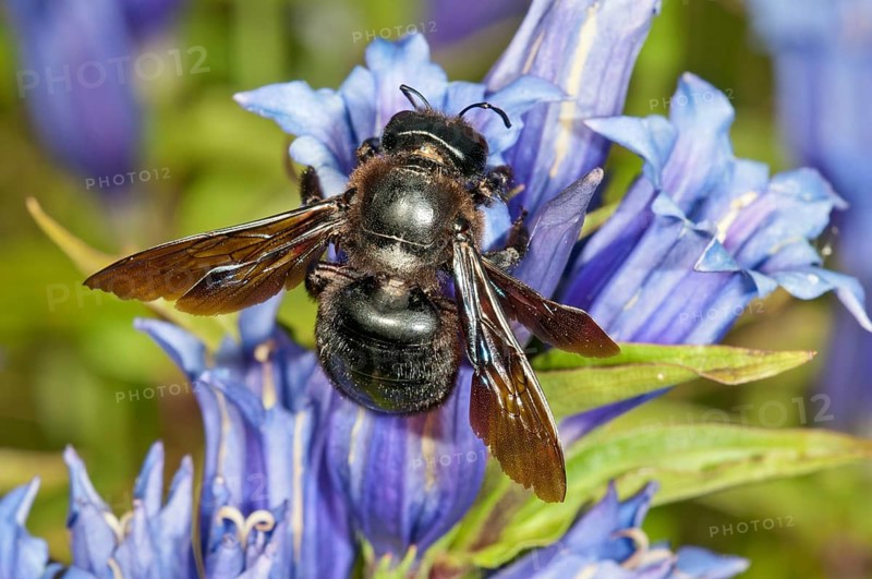 Violet Carpenter Bee or Indian Bhanvra (Xylocopa violacea) on a Willow Gentian (Gentiana asclepiadea)