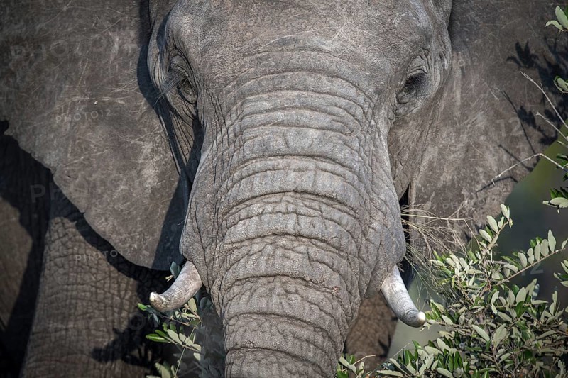 African elephant (Loxodonta africana) feeds on grass