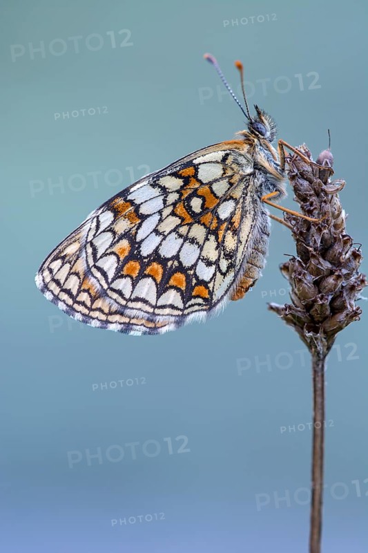 Knapweed fritillary (Melitaea phoebe) sits on plantain