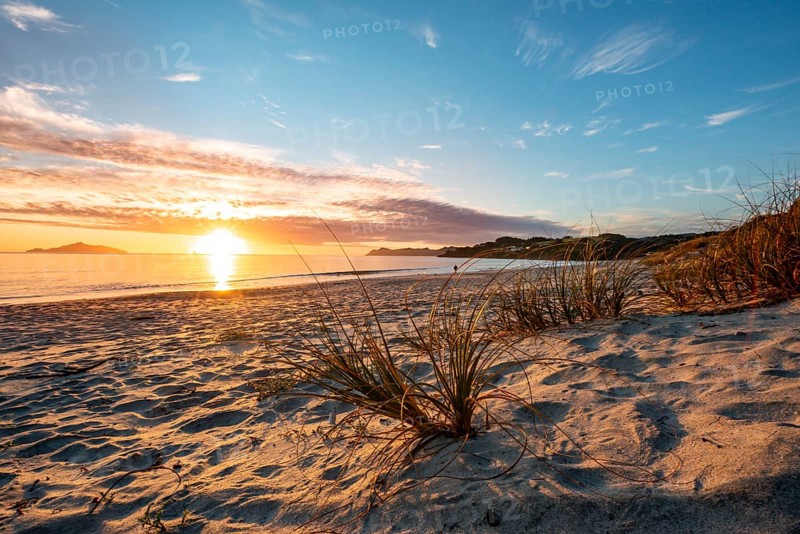 Grasses in the sand