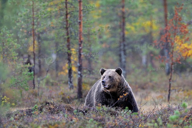 Brown Bear (Ursus arctos) in the autumnally coloured taiga or boreal forest