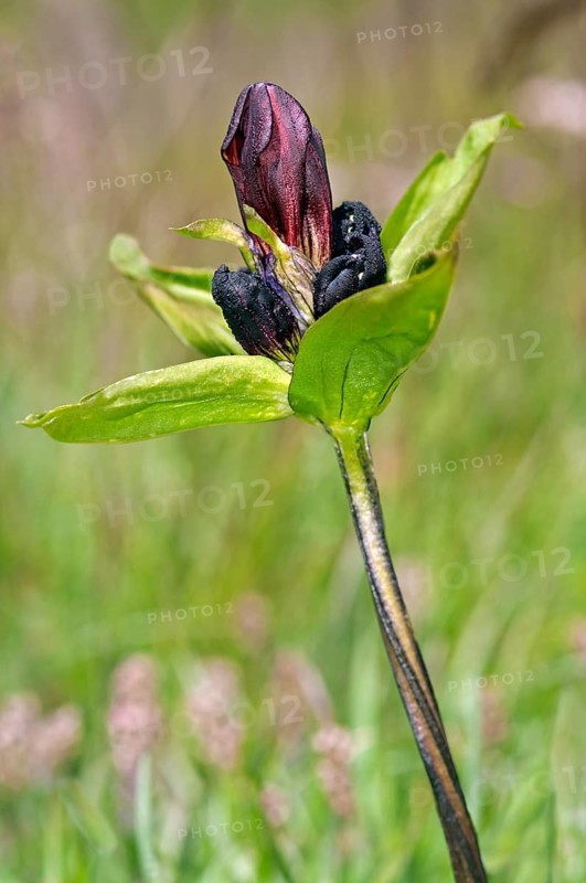 Purple gentian (Gentiana purpurea)