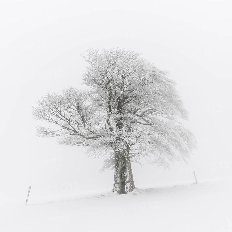 European Beech (Fagus sylvatica)