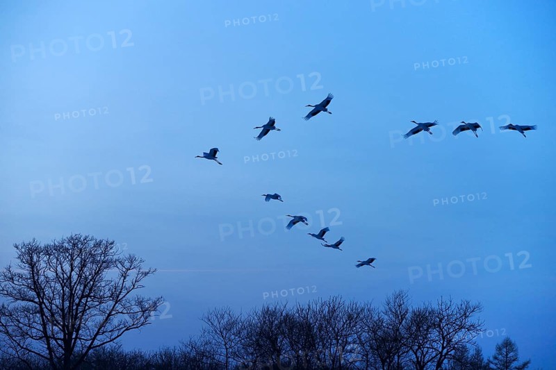 Red-crowned Cranes