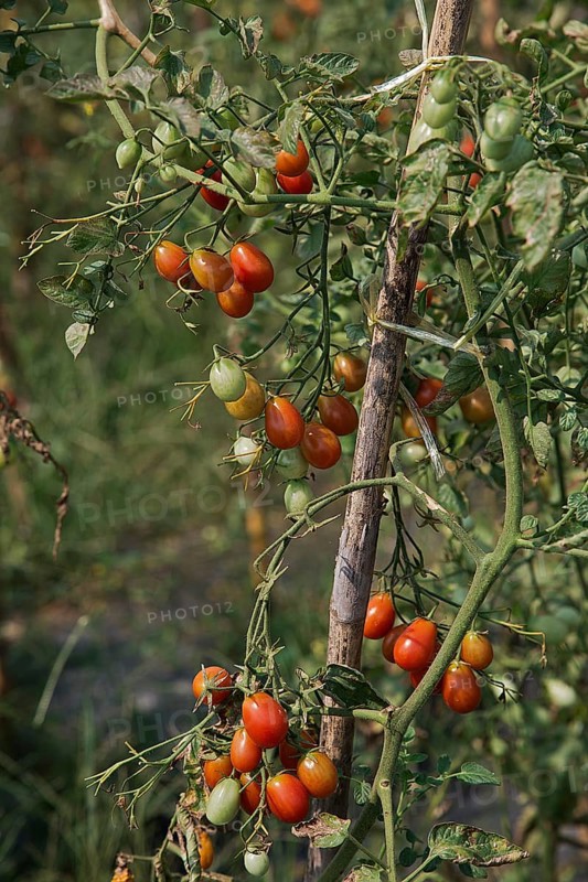Tomato plantation