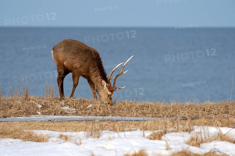 Hokkaido sika deer