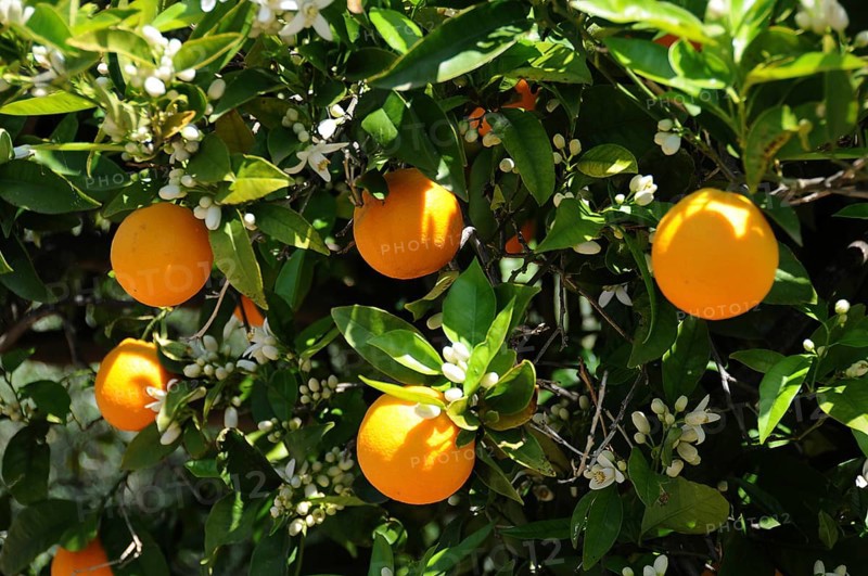 Oranges (Citrus x sinensis) on a tree in a plantation