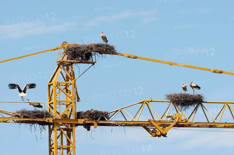 White storks (Ciconia ciconia) and white stork nests on the arm of a construction crane