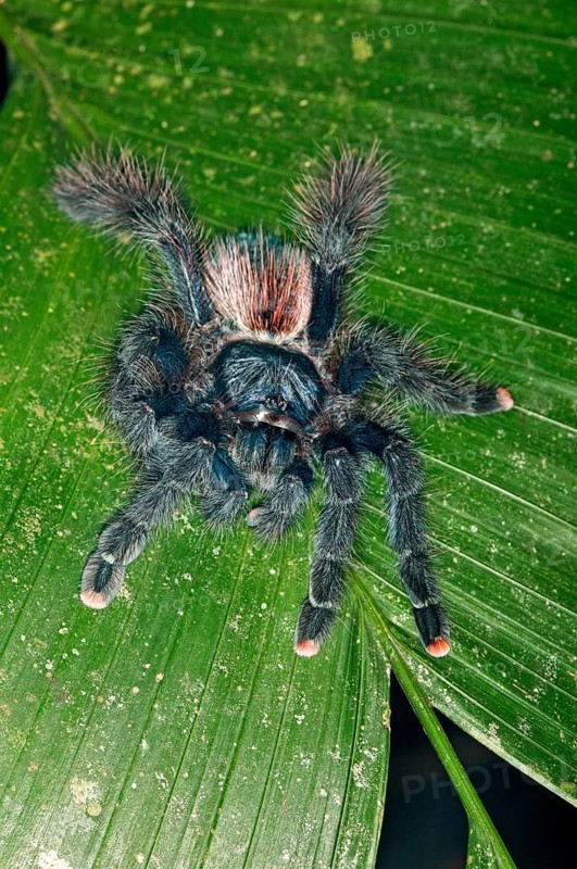 Pinktoe Tarantula (Avicularia avicularia)