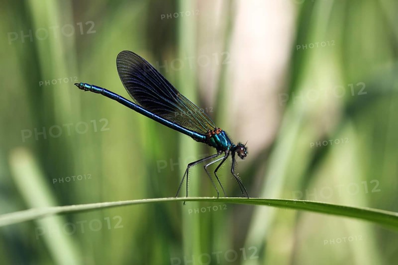 Beautiful Demoiselle (Calopteryx virgo)