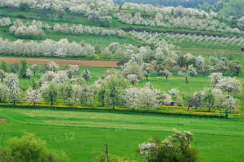 Spring landscape with flowering cherry trees (Prunus avium)