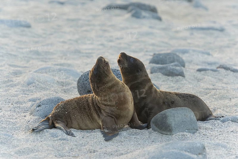 Young Galapagos Sea Lions (Zalophus wollebaeki)