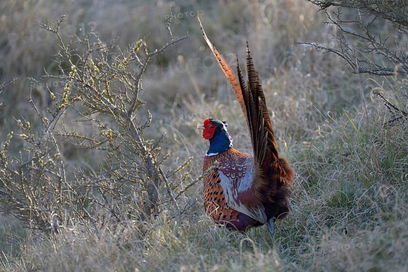 Common Pheasant (Phasianus colchicus) in the evening light