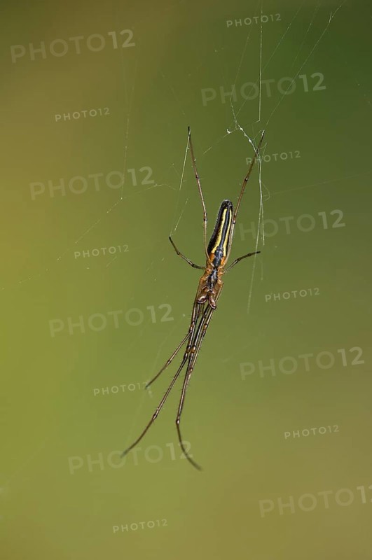 Long-jawed Spider (Tetragnatha extensa)