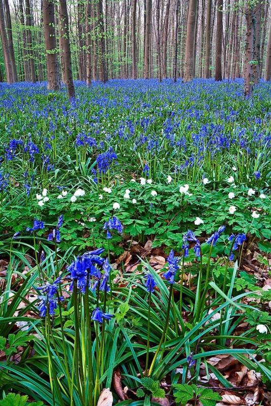 Atlantic Bluebells or Common Bluebells (Hyacinthoides non-scripta)