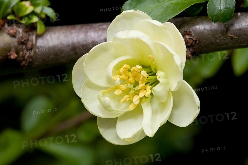 Flowering Quince (Chaenomeles x superba)