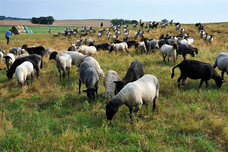 Flock of sheep on a pasture