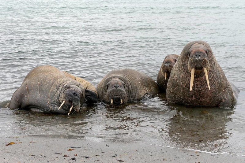 Pod of Walruses (Odobenus rosmarus) on a beach