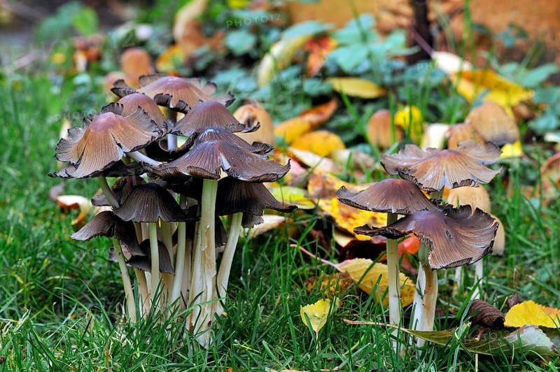 Mica Cap (Coprinus micaceus)