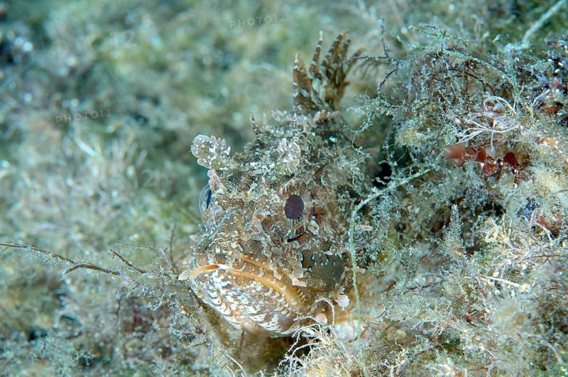 Black Scorpionfish (Scorpaena porcus)