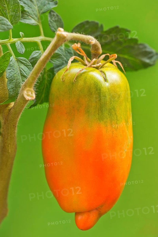 San Marzano tomatoes (Pomodoro San Marzano dell'Agro Sarnese Nocerino DOP)